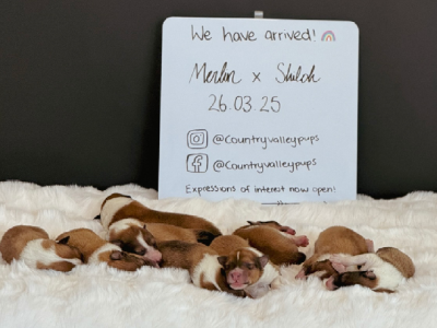 Collie (Rough) – Mary Valley