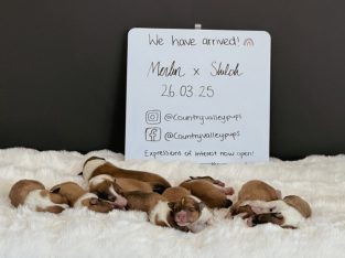 Collie (Rough) – Mary Valley