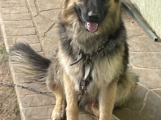 German Shepherd – Wollongong