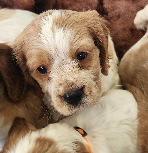 Cavalier King Charles Spaniel – Hillside