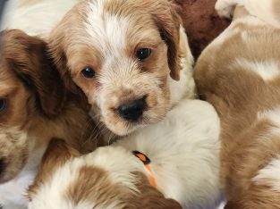 Cavalier King Charles Spaniel – Hillside