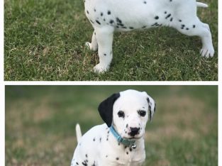 Dalmatian – Miller