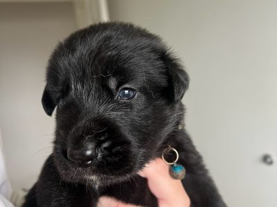 German Shepherd – Kirah