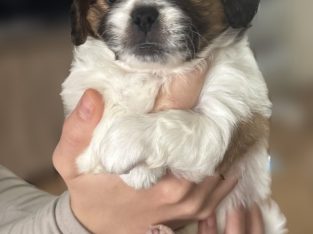 Poodle Mini – Highfields