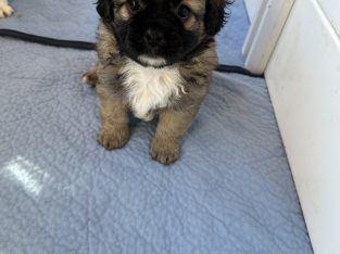 Tiboodle – Highfields