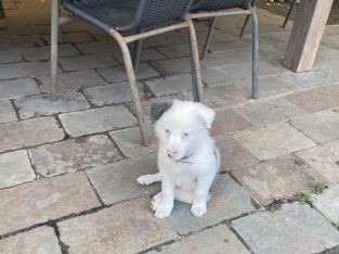 Border Collie – Tumbi Umbi