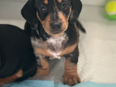 Miniature Dachshund – Warrnambool