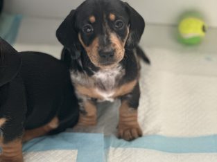Miniature Dachshund – Warrnambool