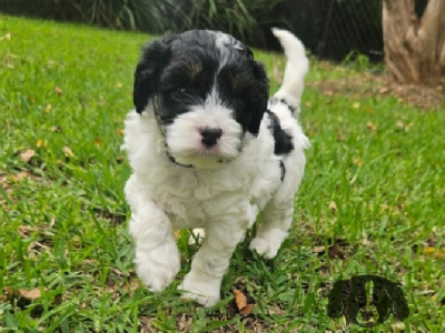 Cavoodle – Scone