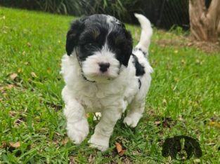 Cavoodle – Scone