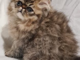 Persian – Campbelltown