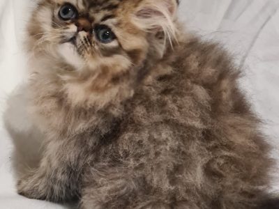 Persian – Campbelltown