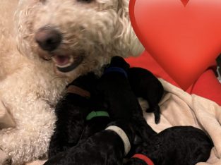 Groodle – Rockingham