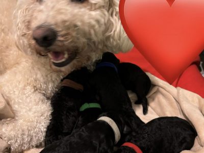 Groodle – Rockingham