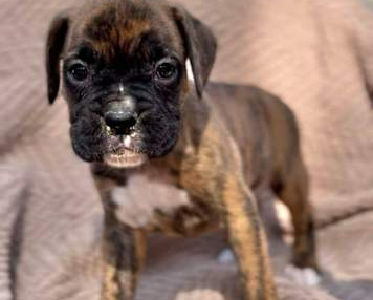 Boxer – Mount Crosby