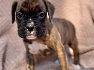 Boxer – Mount Crosby