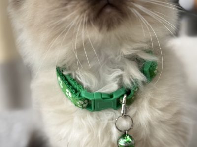 Ragdoll – Brookfield