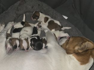 Maltese – Margaret River