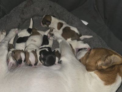 Maltese – Margaret River