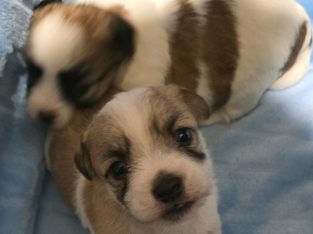 Maltese – Margaret River