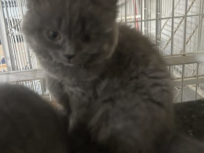 British Shorthair – Harkness