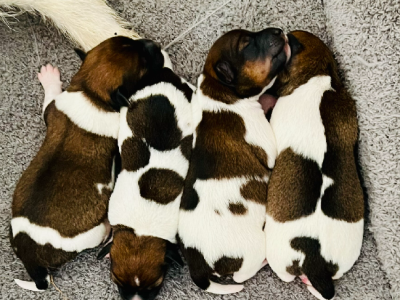 Jack Russell – Coolup