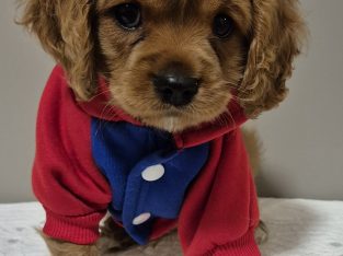 Cavoodle – Minto