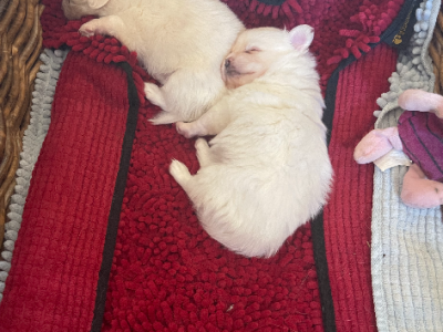 Pomeranian – Cheryl Baxter