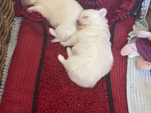 Pomeranian – Cheryl Baxter