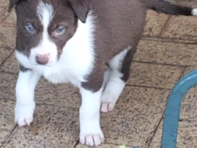 Border Collie – Atwell