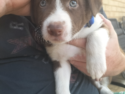 Border Collie – Atwell