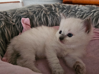 Ragdoll – Roxburgh Park