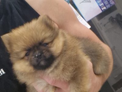 Pomeranian – Braydon sippel