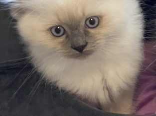 Ragdoll – Hoppers Crossing