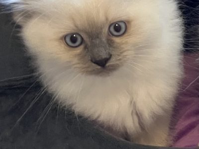 Ragdoll – Hoppers Crossing