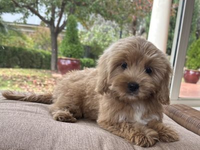 Cavoodle – O’Connell