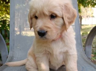 Golden Retriever – Tallangatta