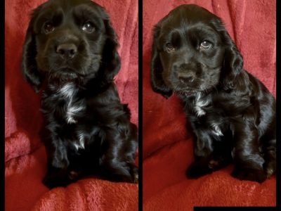 Cocker Spaniel – Serpentine