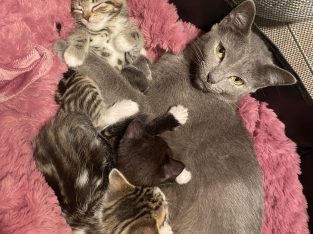 Cats – Strathfield