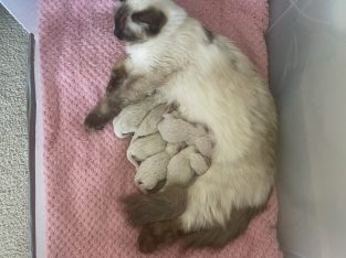 Ragdoll – Aspendale