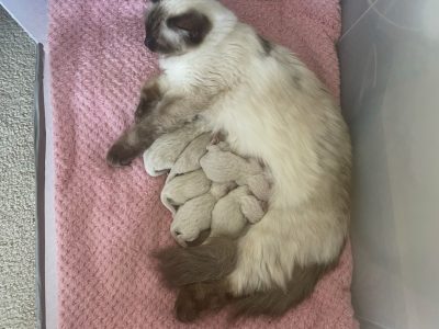 Ragdoll – Aspendale