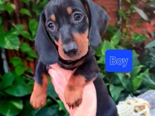 Dachshund – Hayley lang