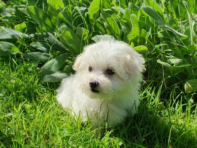 Maltese – Glenbrook