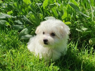 Maltese – Glenbrook