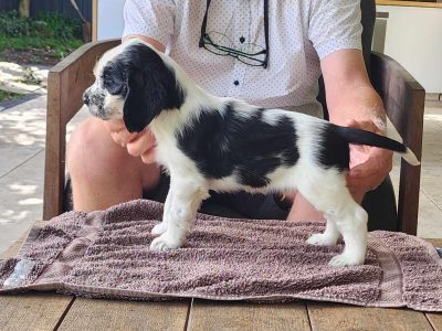English Springer Spaniel – Killarney Heights