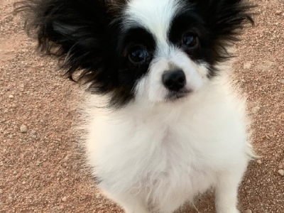 Papillon – Pinnaroo