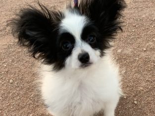 Papillon – Pinnaroo
