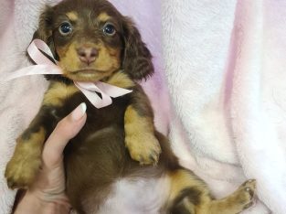 Dachshund – Thomastown