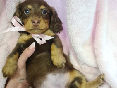 Dachshund – Thomastown