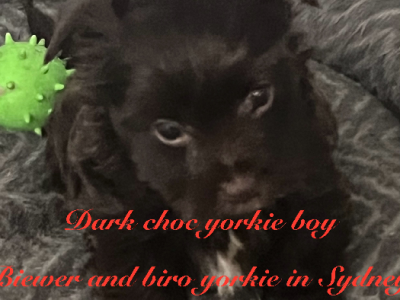 Yorkshire Terrier – Rooty Hill